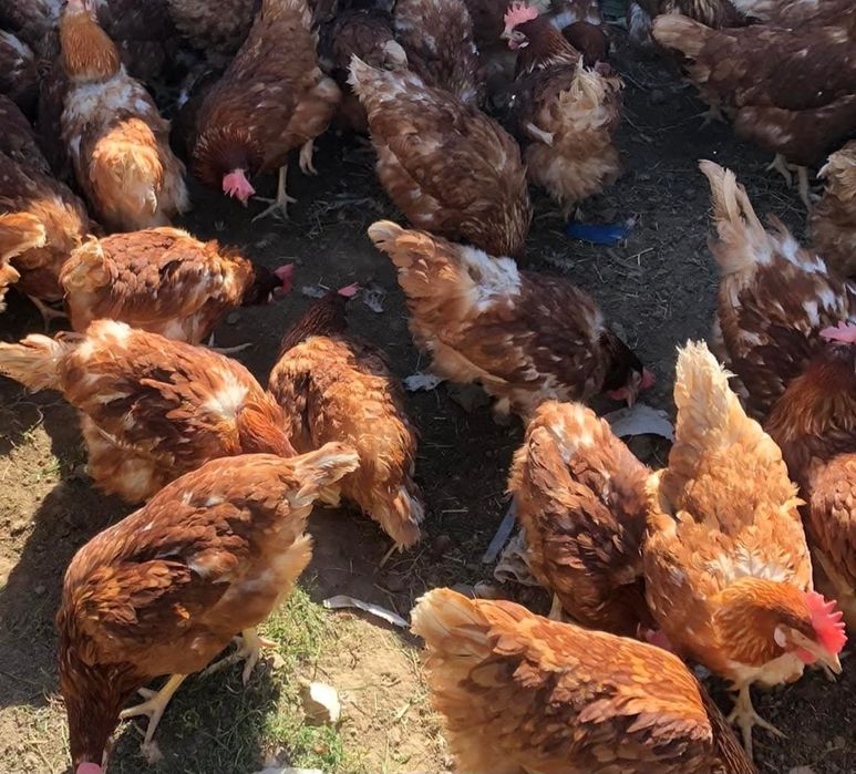 Puicuțe ouătoare tinere