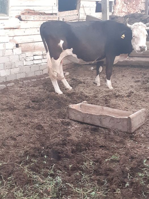 Продам коров. Можно на мясо.