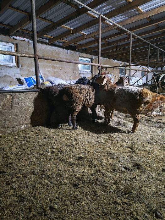 Кошкам сатылады .