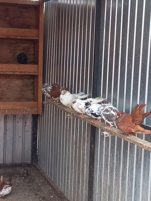 Vând porumbei mai multe rase