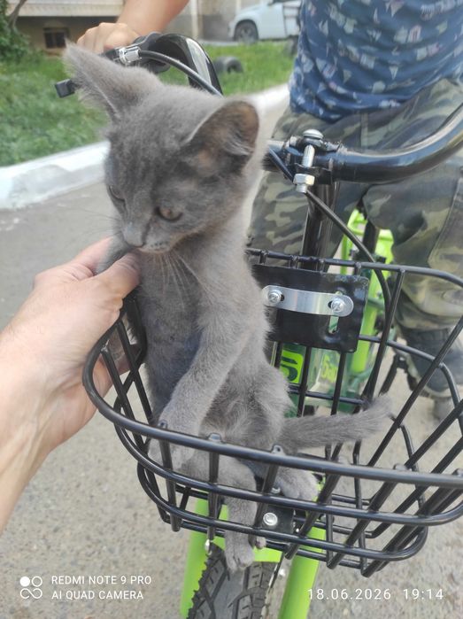 Котёнок в добрые руки