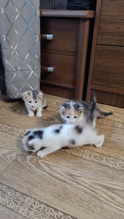 Кошечки в добрые руки