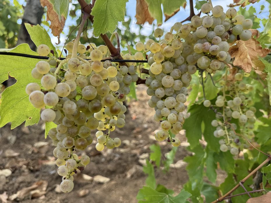 Struguri de masa si de vin