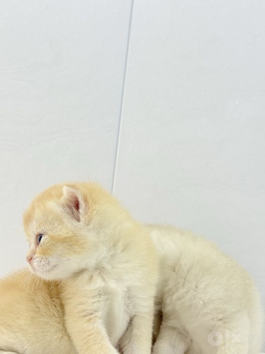 Британский котята