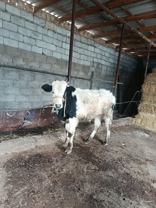 Буқа сатылады аа