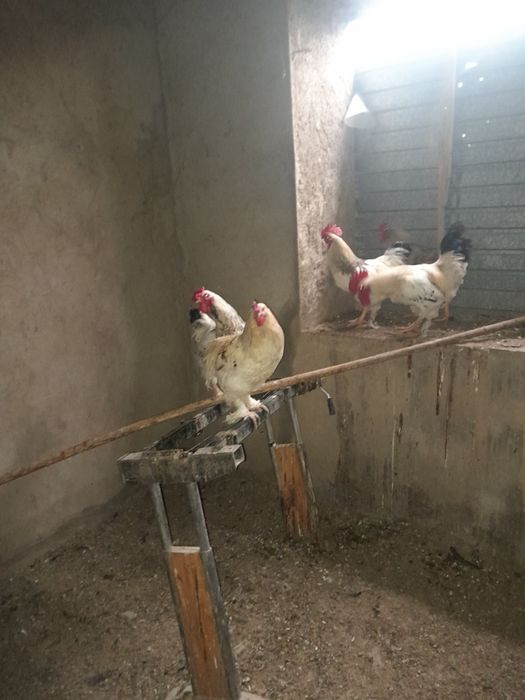 Продаются петухи