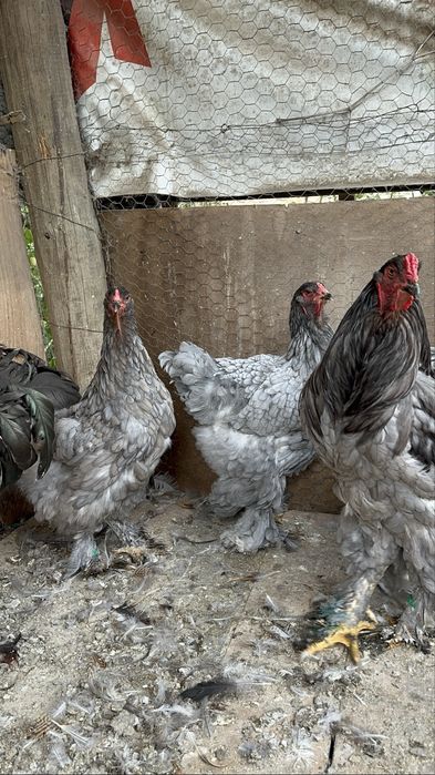 Disponibile pasari brahma