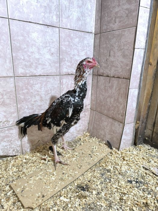 Бойцовский петух