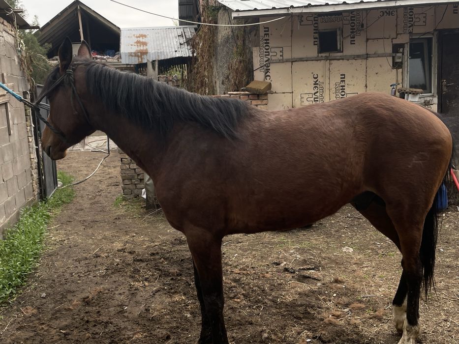 Жеребец англ араб 5 лет