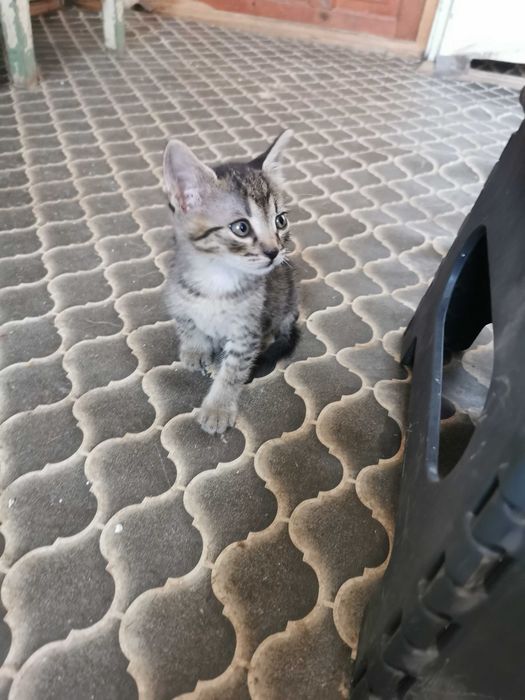 Ofer pentru adoptie pisoi