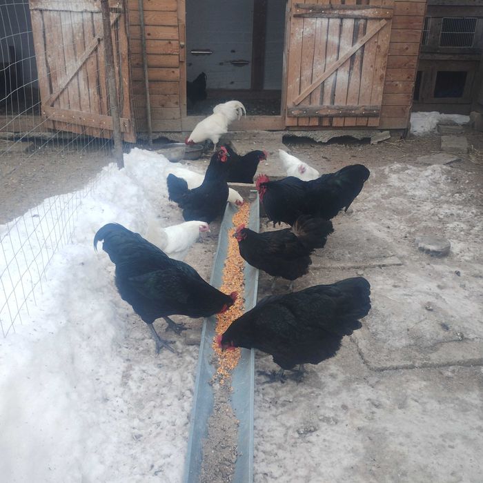 Cocoși brahma și australop de anul trecut!