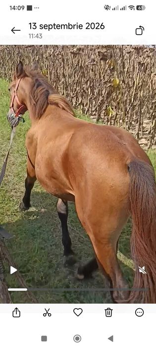 Vând mânză de 9 luni. Detalii la telefon 0736078151