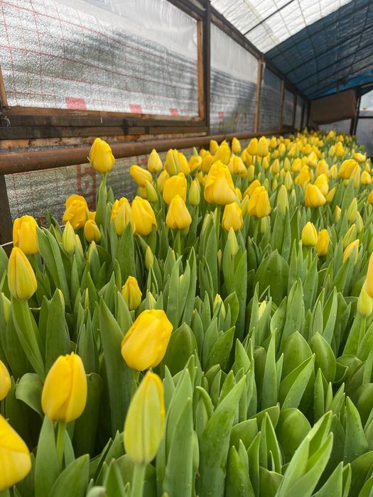 Тюльпаны к 8 марта