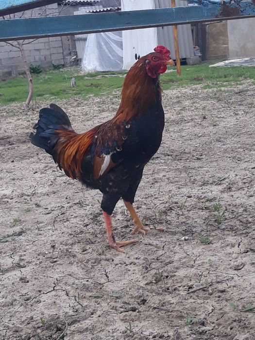 Сұлтан  Байсбаев 9