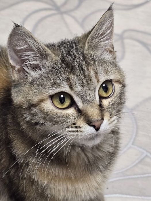 отдам кошку в хорошие руки