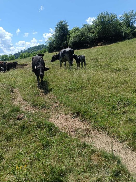Vand bivolita cu vitel