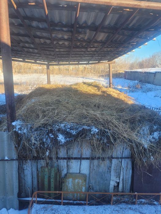 Жоңышқа шөп сату