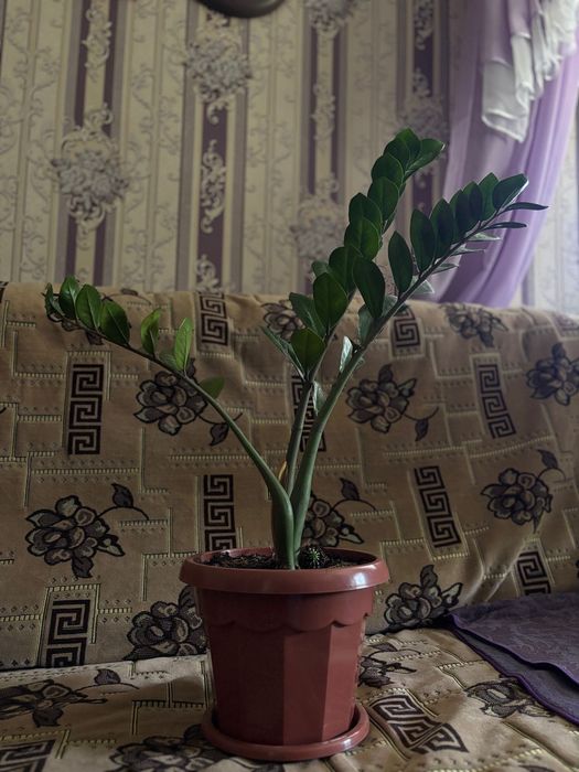 Продам домашние цветы