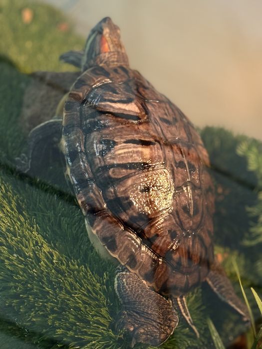 Морская красноухая черепаха