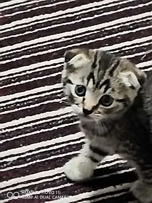 Котята Шотландской вислоухой
