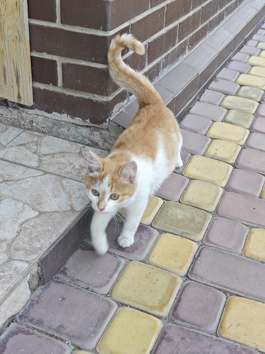 Отдам котенка (девочка) в хорошие руки
