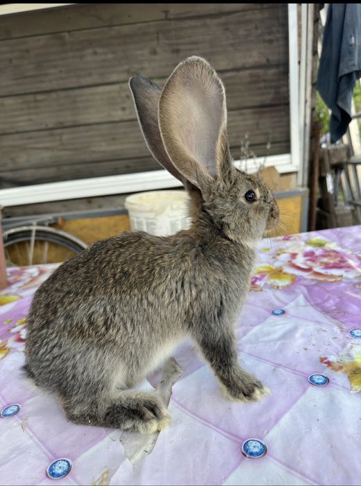 Urias German, Fluture German, Havana