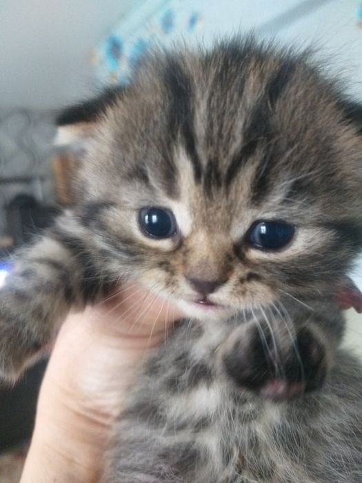 Британские котята