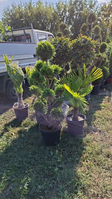 Pon pon. Spirale. Leylandii. Palmieri