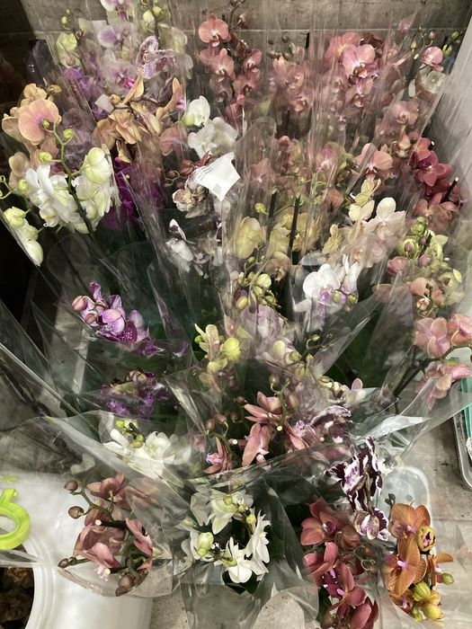 Орхидеи, орхидея, на подарок!