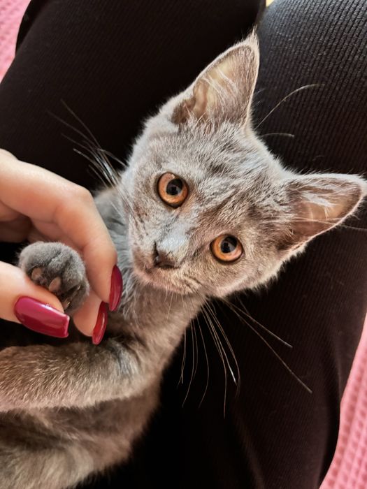 Потерялась кошка, отеген батыра