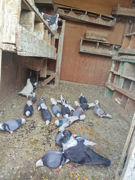 Vând porumbei jucatori