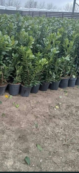 Palmierii leilandi