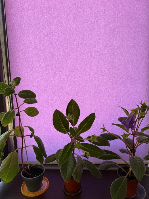 Домашние цветы .