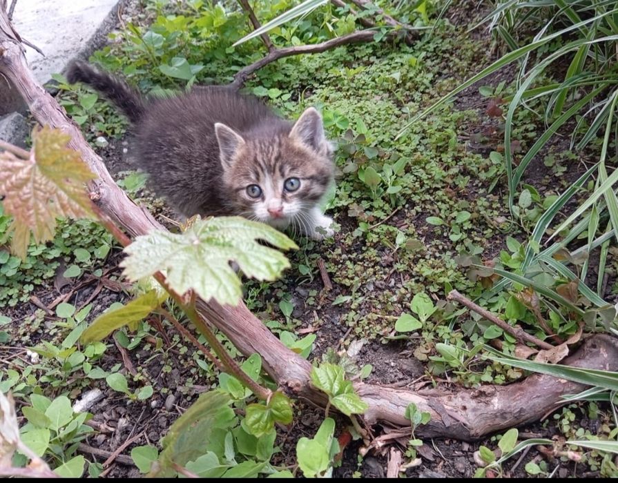 Отдам котёнка девочка