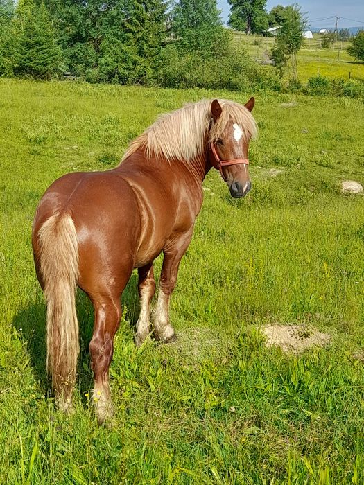 manz de doi ani si jumatate