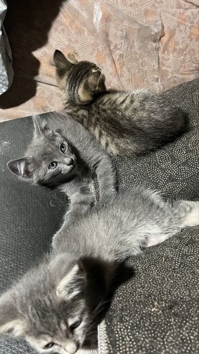 Отдам котят ………………………………
