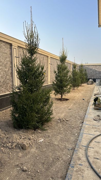 Автополив-газон, газон, посадка дерево, елки