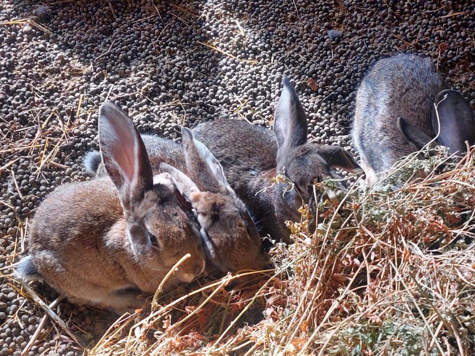 Кролики Фландр-Эндерби
