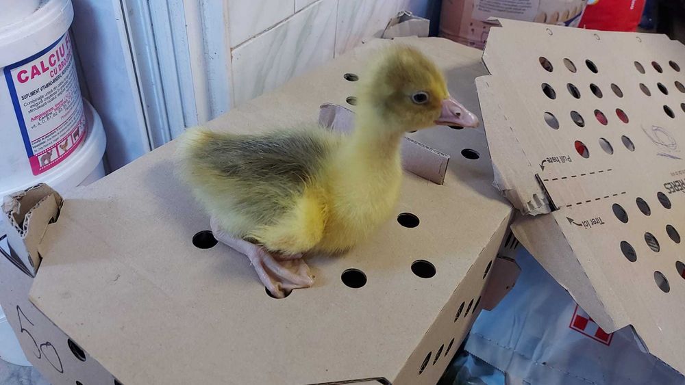 Pui de o zi, rate Moulard de o zi, bibilica, gasca