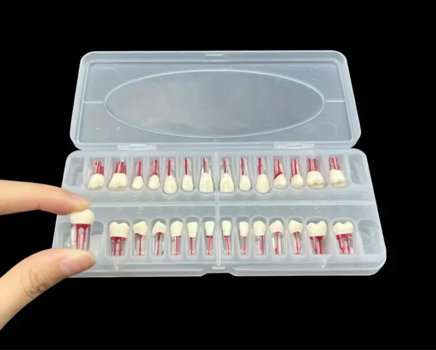 Модель зубов для стоматологов