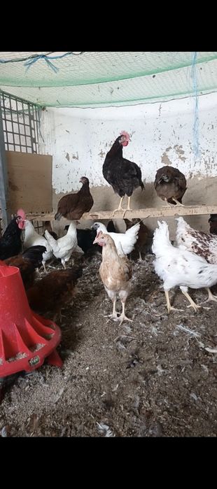 Uyda boqilgan velikan juja xurozlar sotiladi