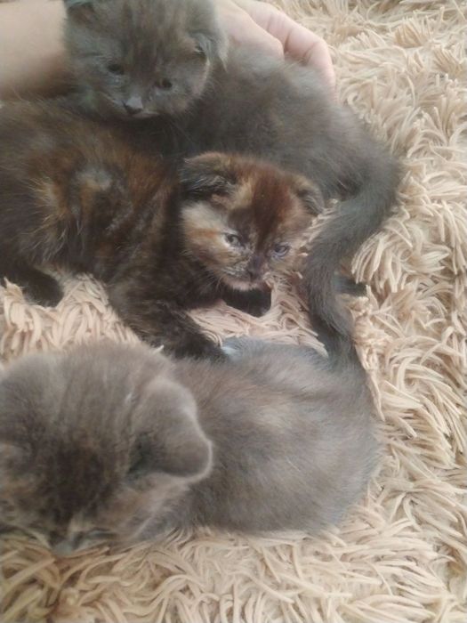 Продаются котята