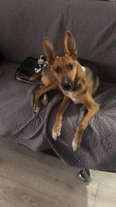 Отдаем в хорошие руки!!