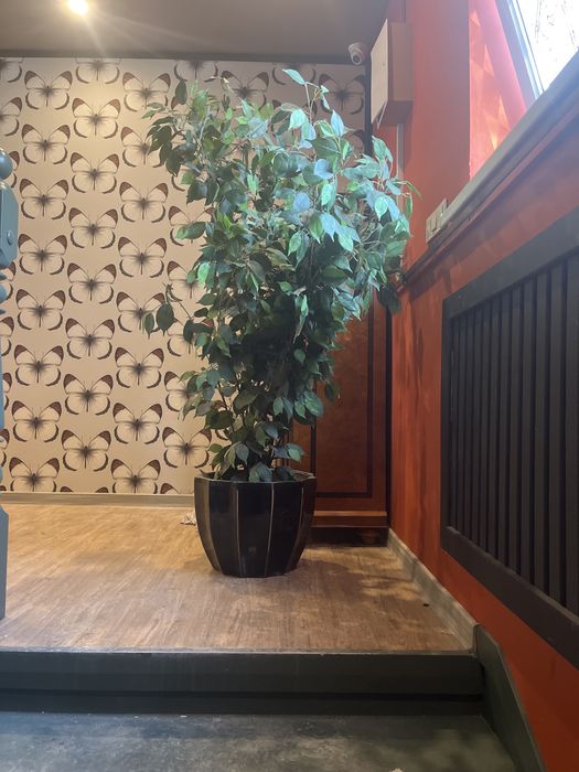 Вазоны керамические