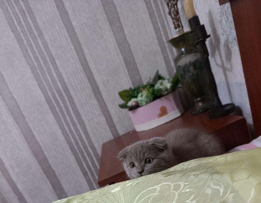 Продаются чистокровные породистые котята