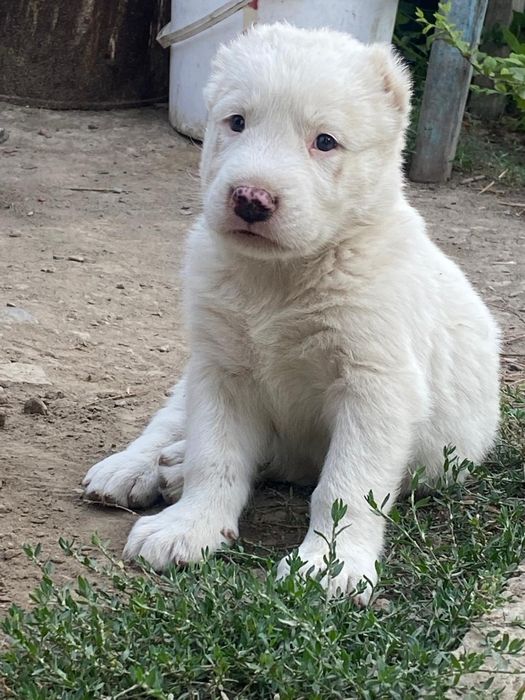 Продам щенка  алабай