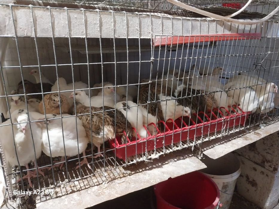 Prepelițe gigant polar, japoneze și jumbo gold