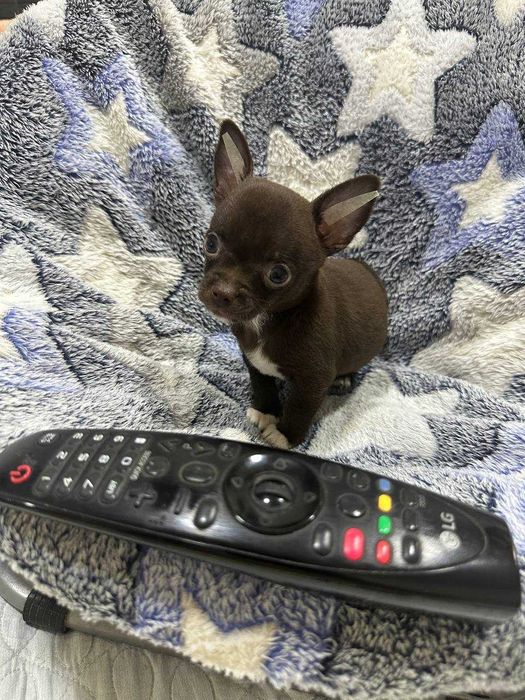 Предлагается к продаже щенок Чихуахуа шоколадного окраса