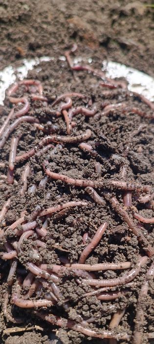 Черви 1 шт 10 тг