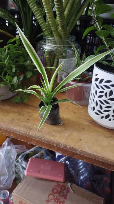 Домашние цветы оптом